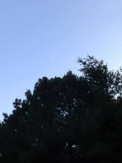 Crescent Days : In the Depths of the Crescent Forest